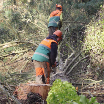 EUTR, legalidad de la madera