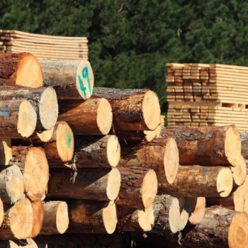 Las empresas de carpintería y mueble principales afectadas en el sector forestal madera por la COVID-19