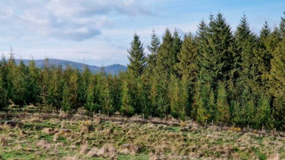Diagnóstico fitosanitario de especies complementarias a plantaciones afectadas por enfermedades